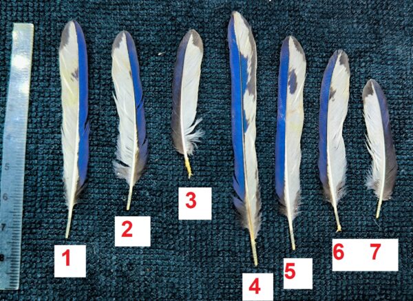 Bird Feathers from tail of Paradise Kingfisher - Tanysiptera galatea img 20260703 194610