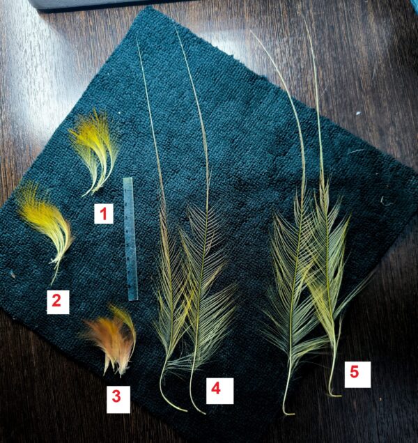 Papua bird Feathers from tail of Paradisaea apoda - Greater bird-of-paradisebird img 20260712 195216