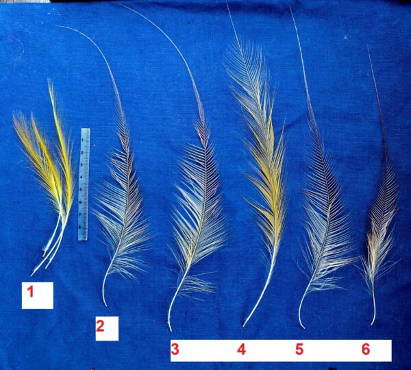 Papua bird Feathers from tail of Paradisaea apoda - Greater bird-of-paradisebird img 20260715 162721