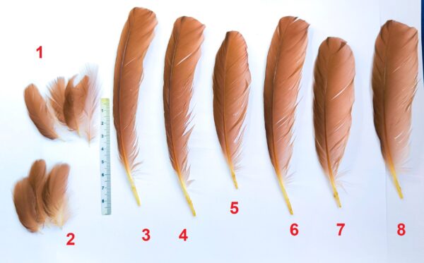 Papua bird Feathers from wings of Paradisaea apoda - Greater bird-of-paradisebird img 20260715 172502