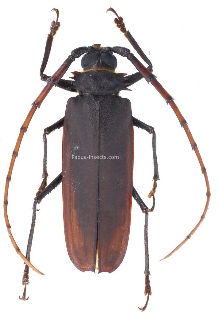 Osphryon subitanus 6613 (1)