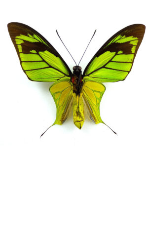 Butterflies