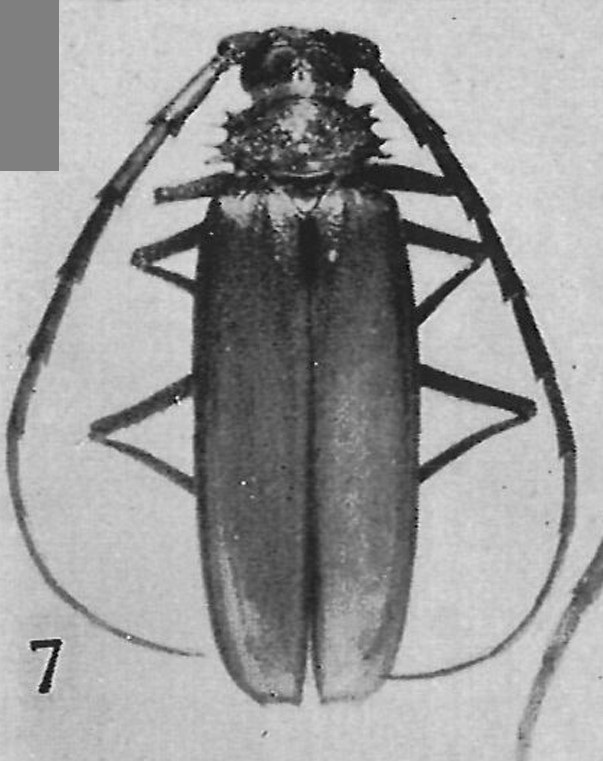 Osphryon sudestus screenshot 405