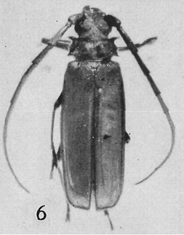 Osphryon tridentatus screenshot 406