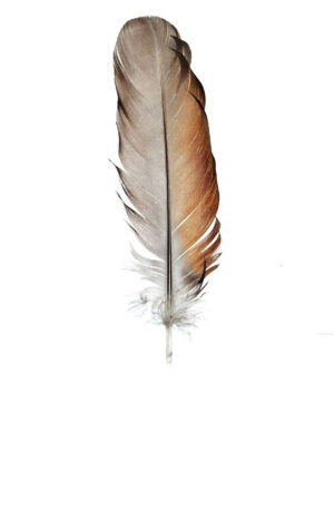 Feathers
