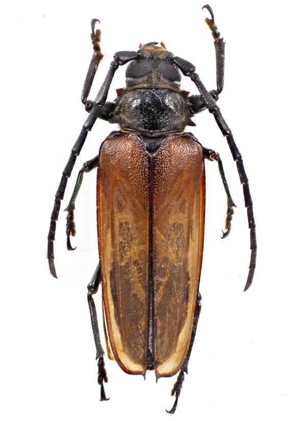 Osphryon pallidipennis qqq11