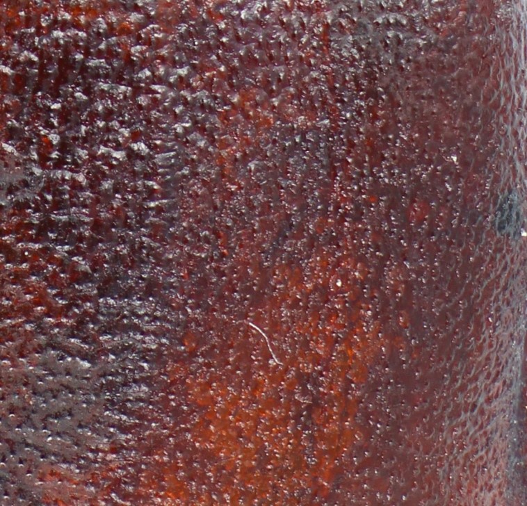 Osphryon wauensis qqq20